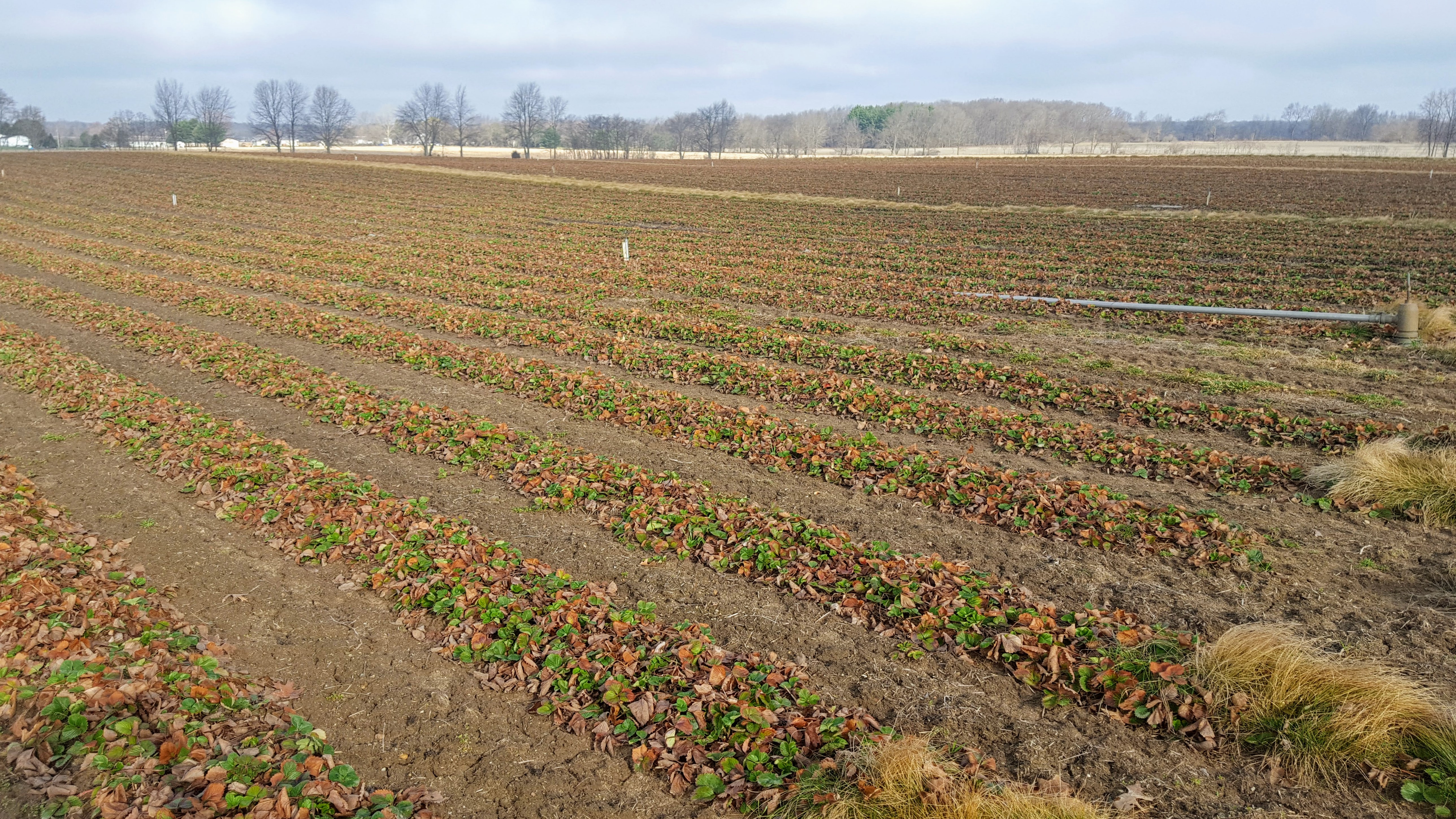 Winter damage to strawberries